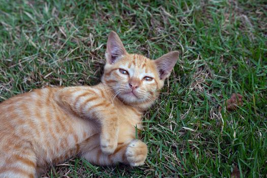 Pretty cat sleep in the grass