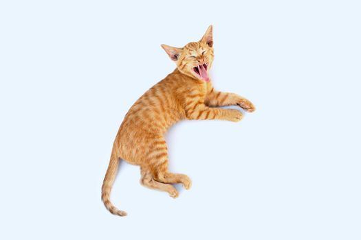 Yawning cat on white background.