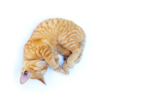 A cat sleeping on white background. Copy space