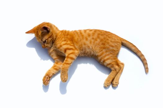 Little cat isolated on white background.