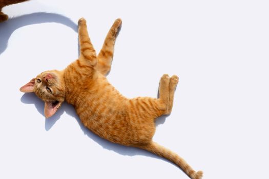 A little cat with the shadow of another cat's tail on white background.