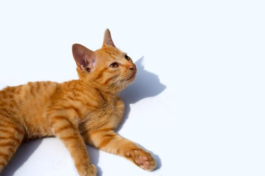 Little cat isolated white background.