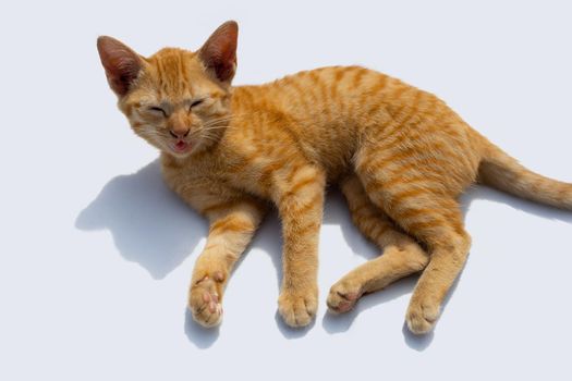 Little cat isolated white background.