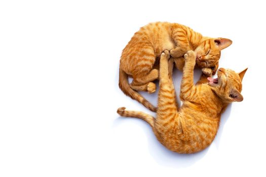 Two cute little cats,  sleeping and yawning on a white background.