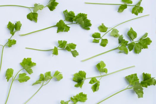 Chinese celery on white background