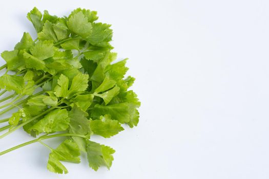 Chinese celery on white background
