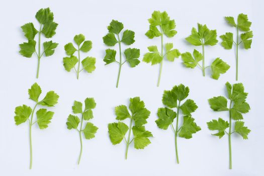 Chinese celery on white background