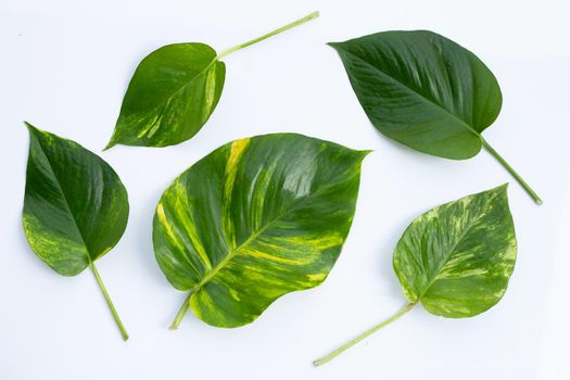 Golden pothos or devil's ivy leaves on white background.