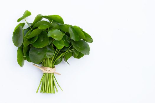 Fresh green centella asiatica leaves or water pennywort  plant on white