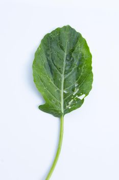 Collard green leaf with holes, eaten by pest. Organic Vegetable