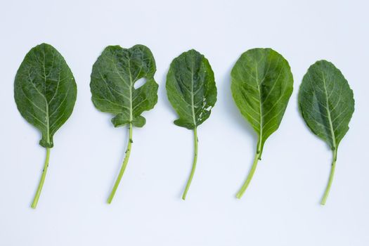 Collard green leaves with holes, eaten by pest. Organic Vegetable