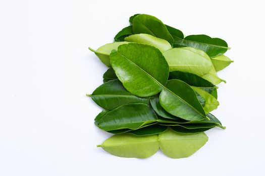 Bergamot kaffir lime leaves herb fresh ingredient isolated on white background.
