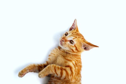Little cat isolated white background.