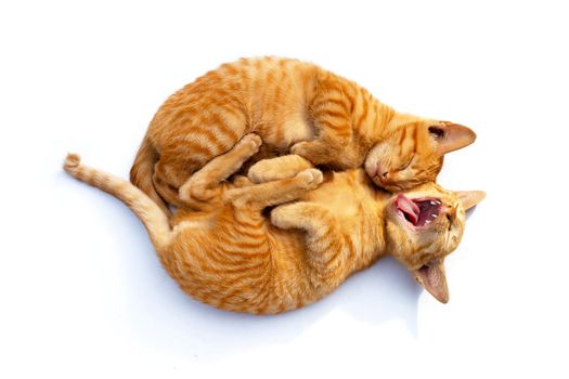 Two cute little cats,  sleeping and yawning on a white background.