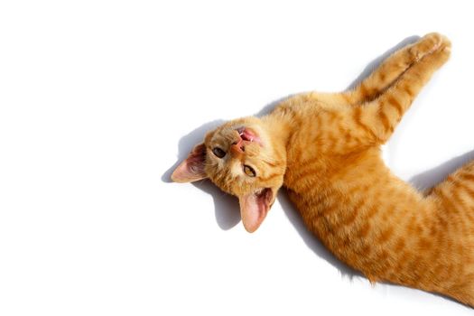 Little cat isolated white background.
