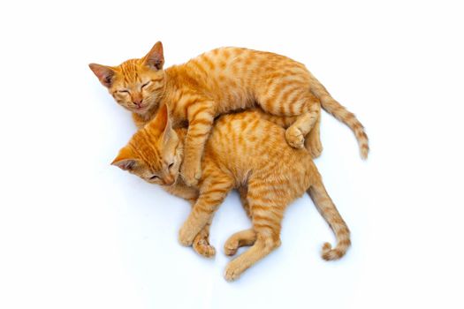 Little cats isolated white background.