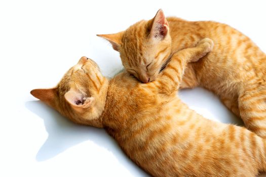 Two cats sleeping on white background.