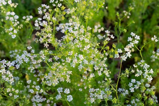 Coriander flowers with fresh seeds in the garden