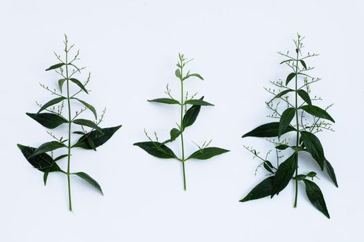 Kariyat or Andrographis paniculata green leaves on white background.
