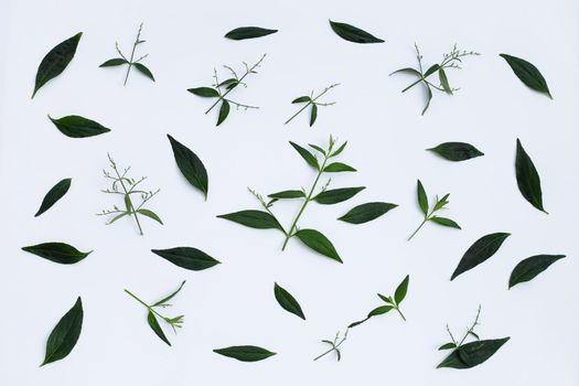 Kariyat or Andrographis paniculata green leaves on white background.