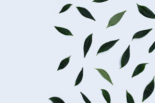 Kariyat or Andrographis paniculata green leaves on white background.