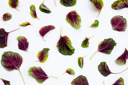 Red spinach on white background.