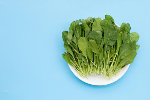 Fresh green rocket salad on blue background.