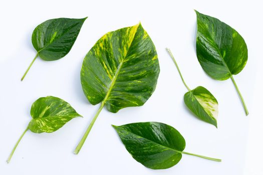 Golden pothos or devil's ivy leaves on white background.