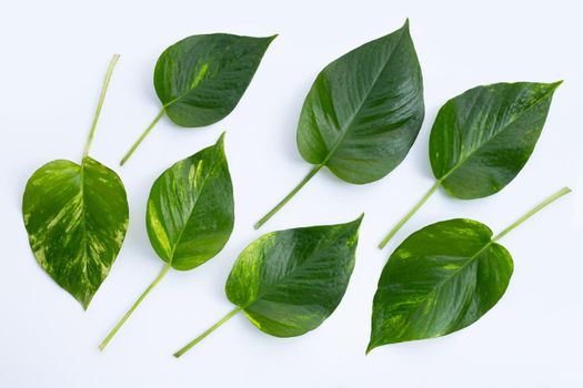 Golden pothos or devil's ivy leaves on white background.