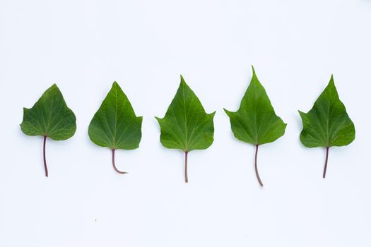 Sweet potato leaves on white background.