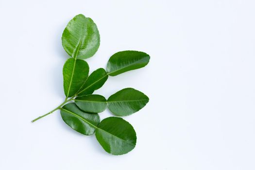 Bergamot kaffir lime leaves herb fresh ingredient isolated on white background.