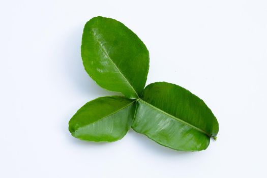 Bergamot kaffir lime leaves herb fresh ingredient isolated on white background.