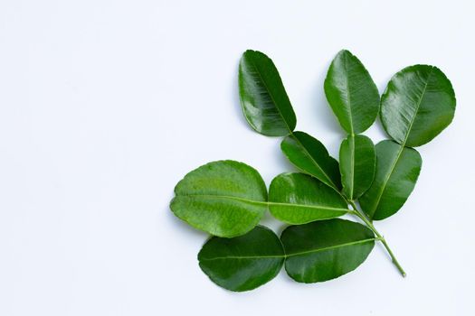 Bergamot kaffir lime leaves herb fresh ingredient isolated on white background.