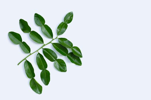 Bergamot kaffir lime leaves herb fresh ingredient isolated on white background.