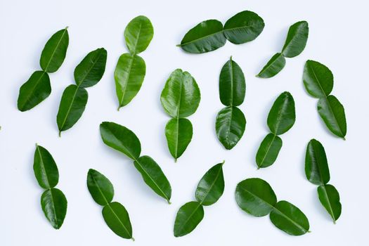 Bergamot kaffir lime leaves herb fresh ingredient isolated on white background.
