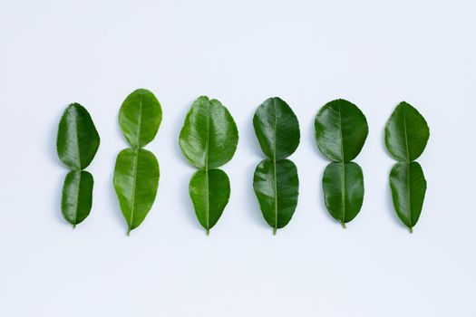 Bergamot kaffir lime leaves herb fresh ingredient isolated on white background.