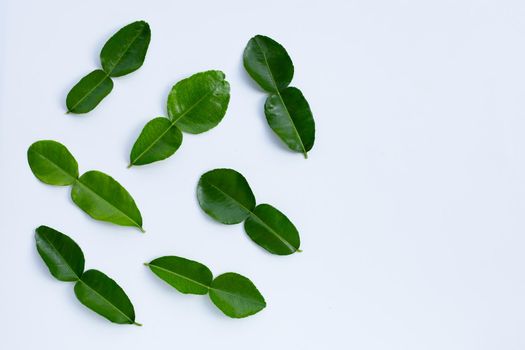 Bergamot kaffir lime leaves herb fresh ingredient isolated on white background.