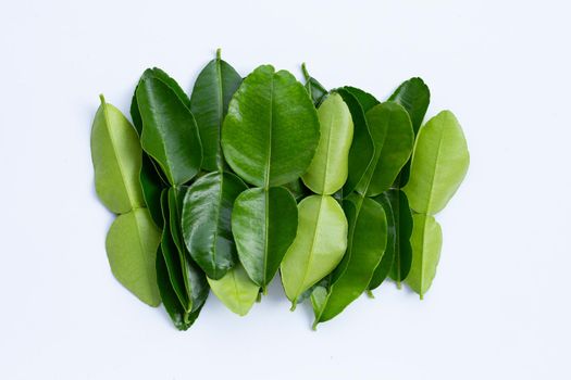 Bergamot kaffir lime leaves herb fresh ingredient isolated on white background.