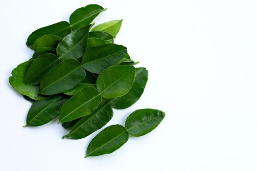 Bergamot kaffir lime leaves herb fresh ingredient isolated on white background.