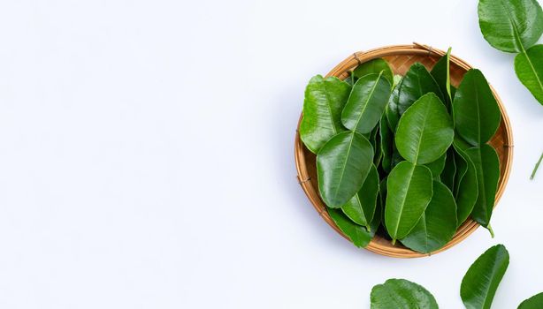 Bergamot kaffir lime leaves herb fresh ingredient isolated on white background.