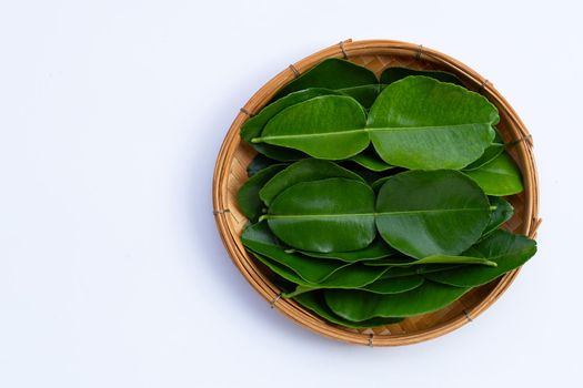 Bergamot kaffir lime leaves herb fresh ingredient isolated on white background.
