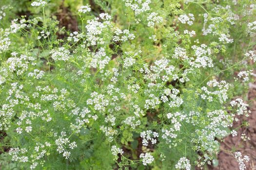 Coriander flowers with fresh seeds in the garden