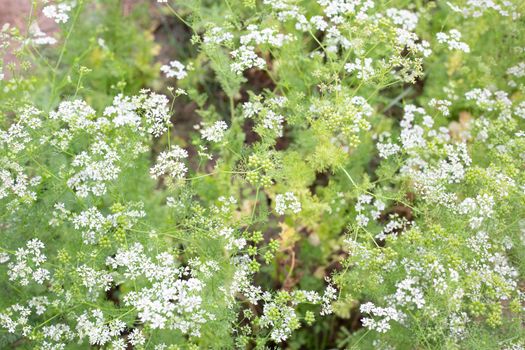 Coriander flowers with fresh seeds in the garden