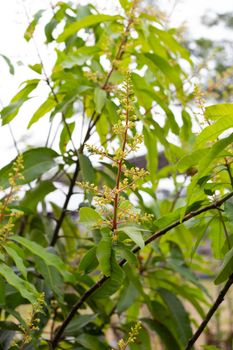 Mango flowers on the tree. Tropical fruit