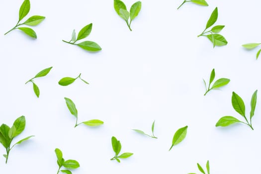 Frame made of citrus leaves on white background. 