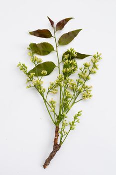 Neem leaves and flowers on wihte background.