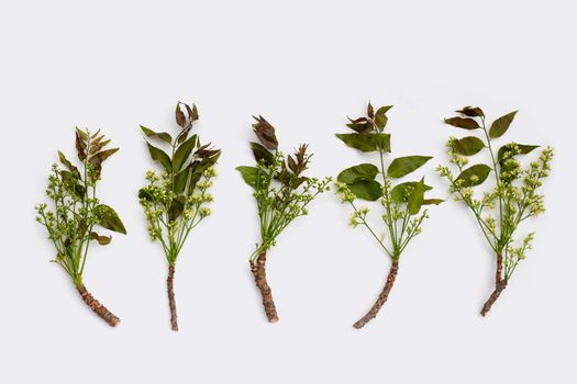 Neem leaves and flowers on wihte background.