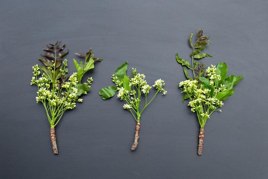 Neem leaves and flowers on dark background.