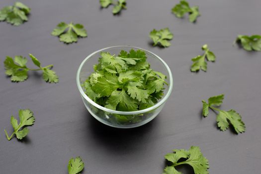 Coriander leaves on dark background.