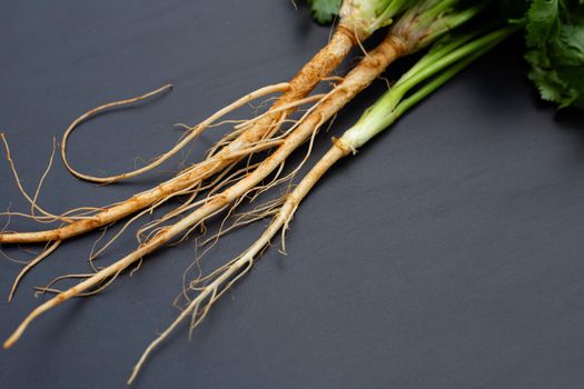 Coriander root or cilantro root on dark background.